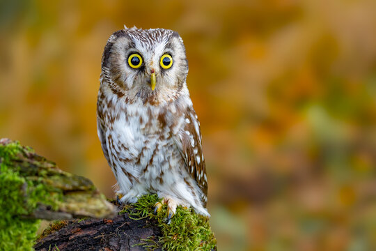 European Scops Owl, Otus scops close up.