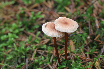 Vampires bane, Mycetinis scorodonius, known as garlic scented mushroom, wild edible fungus from Finland