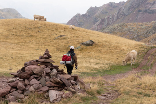 caminata de monta&ntilde;a con bacas