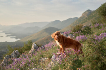 A Nova Scotia Duck Tolling Retriever stands amidst purple wildflowers. Overlooking a valley, the...