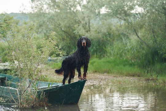 รูปภาพGordon – เลือกดูภาพถ่ายสต็อก เวกเตอร์ และวิดีโอ8,427 | Adobe Stock