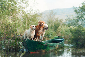 The Labrador and Nova Scotia Duck Tolling Retriever in boat, embarking on a river journey. Three...