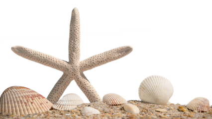 Starfish. Seashells and Starfish. Beach sand with sea shells. Panorama of ocean beach. Miami Beach Florida. Summer vacation concept for travel agency or post, greeting card. Isolated background