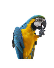 blue and gold macaw isolated on white background. This has clipping path.	