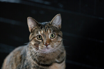 Cat brown black looking at camera