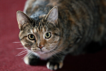 Cat brown black looking at camera