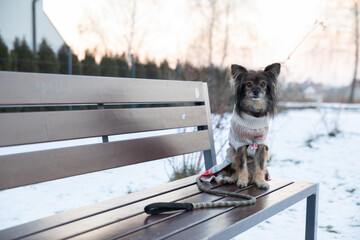 A small shaggy dog sits on a park bench.
