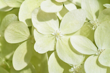 Obraz na płótnie Canvas beautiful blossom of soft light green hydrangea at summer day. macro