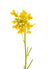 Small tumbleweed mustard flower isolated on white background, Sisymbrium loeselii