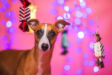 Pies chart angielski w świątecznej scenerii z cukierkami na różowym tle z bokeh - 696512955