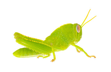 Green Egyptian grasshopper isolated on white background, Anacridium aegyptium