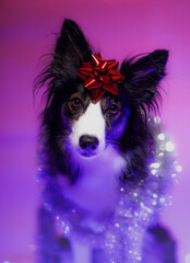 Ciemny pies border collie z gwiazdką świąteczną na głowie w bożonarodzeniowej scenerii w studio na fioletowym tle - 696515135