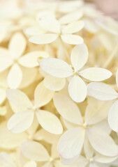 Fototapeta premium beautiful blossom of white ivory hydrangea background at summer day. macro