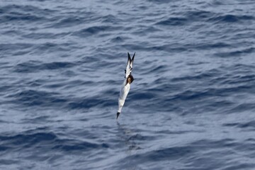 Atlantic Ocean Crossing