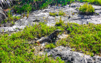Iguana on rock boulder stone Tulum ruins Mayan site Mexico.