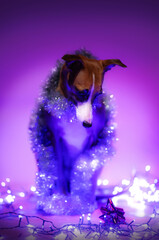 Mały pies chart angielski na fioletowym tle w świątecznej aranżacji w studio - 696516187