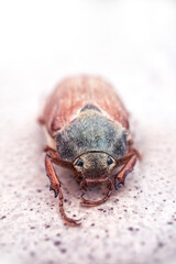 Beautiful beetle in nature. Cockchafer. Macro shot