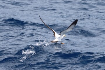 Atlantic Ocean Crossing