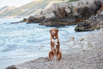 A poised Nova Scotia Duck Tolling Retriever sits on a pebble beach. The dog's watchful eyes are set...