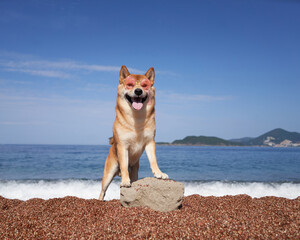 A vigilant Shiba Inu dog stands on a rock, overlooking the azure sea. The poised dog against a serene seascape embodies a sense of adventure.