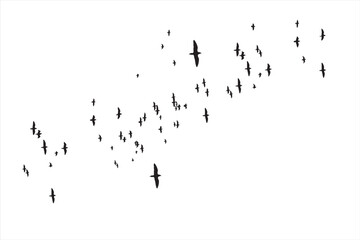 Birds flying in a natural distribution in the sky.
