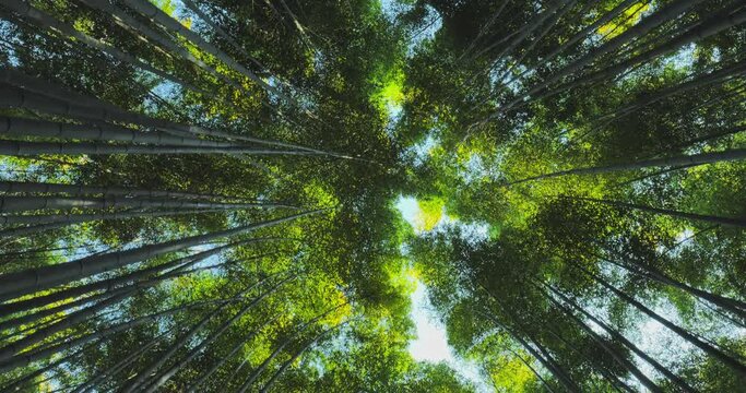 bamboo forest view to the top,walking through the wood trees camera looking upward sunny day,arashiyama grove sagano kyoto