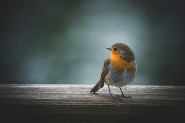 a robin, erthacus rubecula, in the garden on the balcony at a winter morning