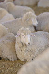 Fototapeta premium sheep