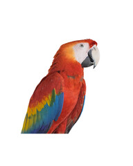 Parrot bird scarlet macaw isolated on white background. This has clipping path.