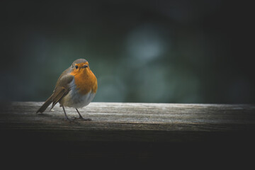 a robin, erthacus rubecula, in the garden on the balcony at a winter morning