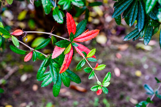 Chinese barberry. Berberis julianae or  wintergreen barberry, Blue elongated berries shrup.  Chinese shrub with long thorns, leaves and blue berry, which are green and orange in winter,