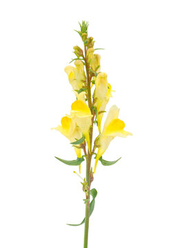 Common toadflax plant isolated on white background, Linaria vulgaris