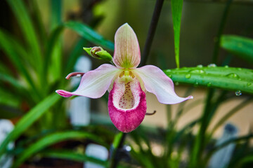 Elegant Paphiopedilum Orchid with Water Droplets, Close-Up View