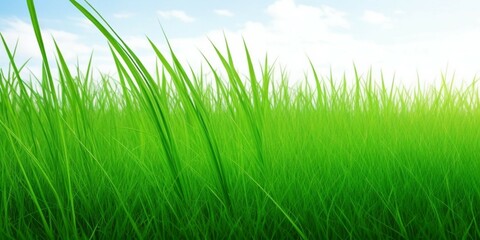 Fototapeta premium Green grass with blue sky and fluffy clouds