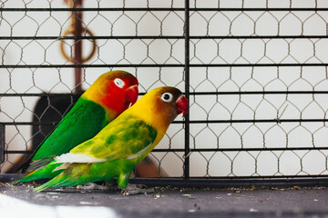 Two little lovebirds together in a cage. Yellow and green birds in love. Nerosier Agapornis parrots. Birds watching, animals care in zoo. Avian family