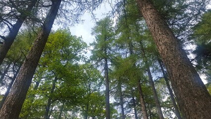 Fototapeta premium Tall trees in the forest