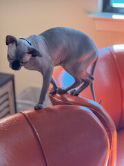 white sphynx cat home office standing on chair looking down