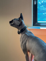 white sphynx cat standing on chair home office looking up dreaming