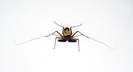 Geißelspinne // Tailless whip scorpion (Damon diadema)
