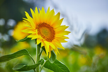 Vibrant Sunflower Close-Up in Goshen Field, Soft Natural Light