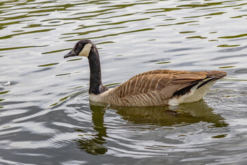 Canada goose (Branta canadensis), swimming in a pond. It is brown-backed, light-breasted North American goose with a black head and neck.
