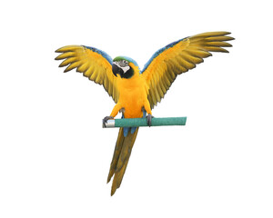blue and gold macaw isolated on white background. This has clipping path.	