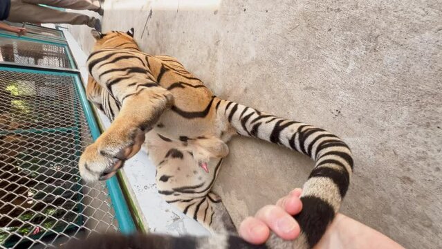 A man's hand twists the tail of a sleeping tiger in the park of Thailand, man slaps the tiger on the stomach