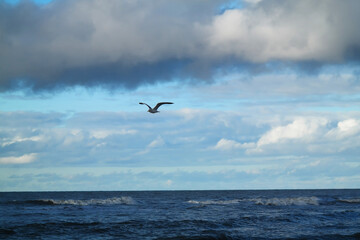 Fototapeta na wymiar Mewa lecąca nad morzem.