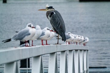 Ptaki nad morzem północnym w mieście Den Helder w Holandii. - obrazy, fototapety, plakaty