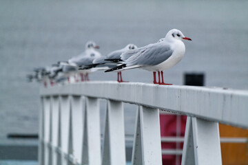 Ptaki nad morzem północnym w mieście Den Helder w Holandii.