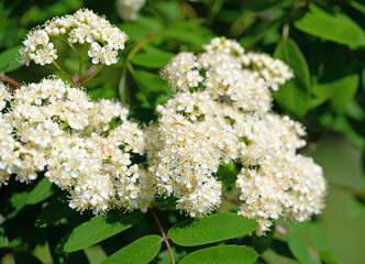 Blühende Eberesche, Sorbus aucuparia, im Frühling