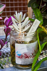 Succulent in Repurposed Jar with Mislabel, Urban Greenhouse