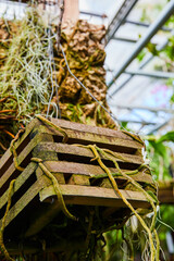 Greenhouse Mossy Crate Planter, Overgrown with Tendrils - Underneath View