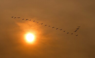 zachód słońca z kluczem ptaków